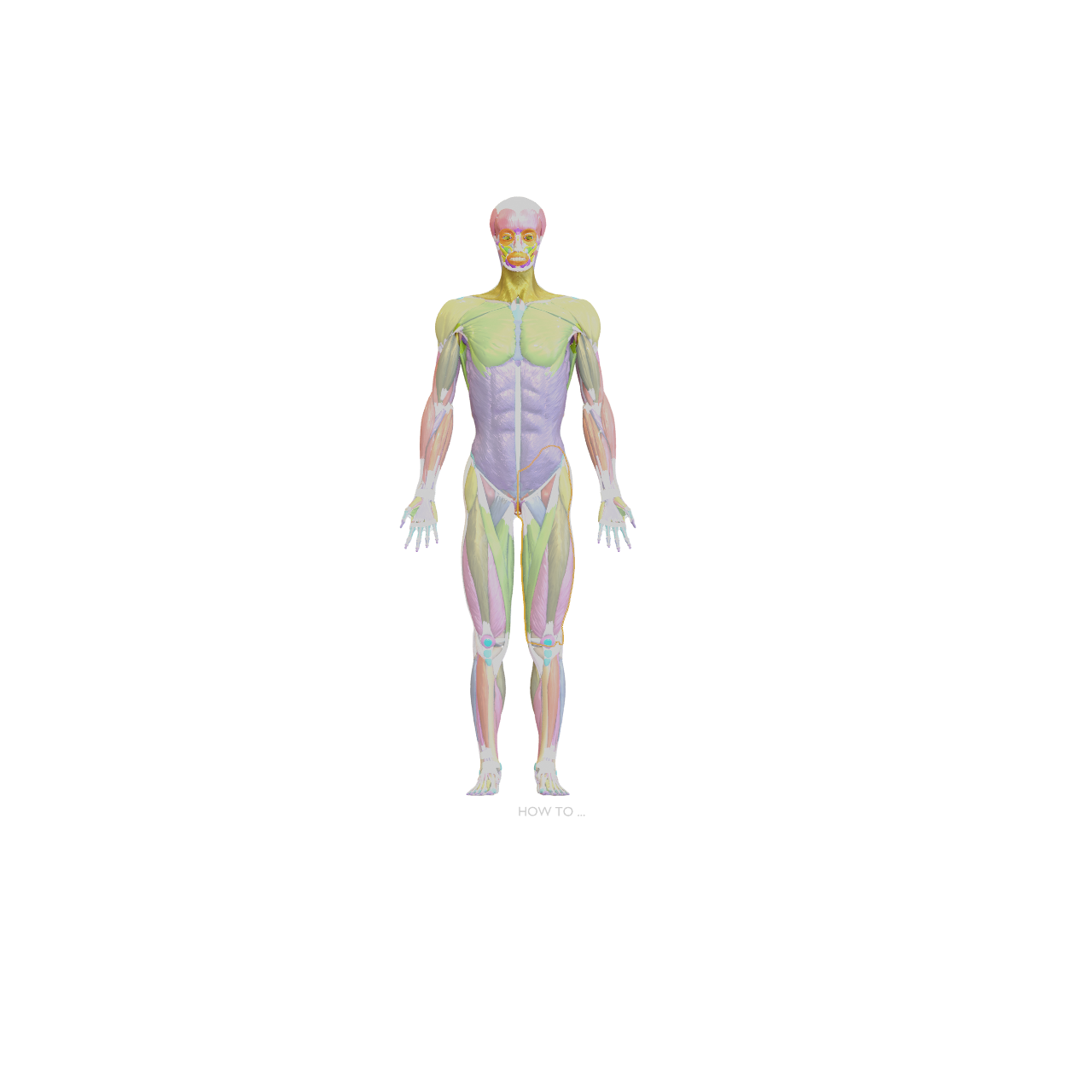 Full body muscular system