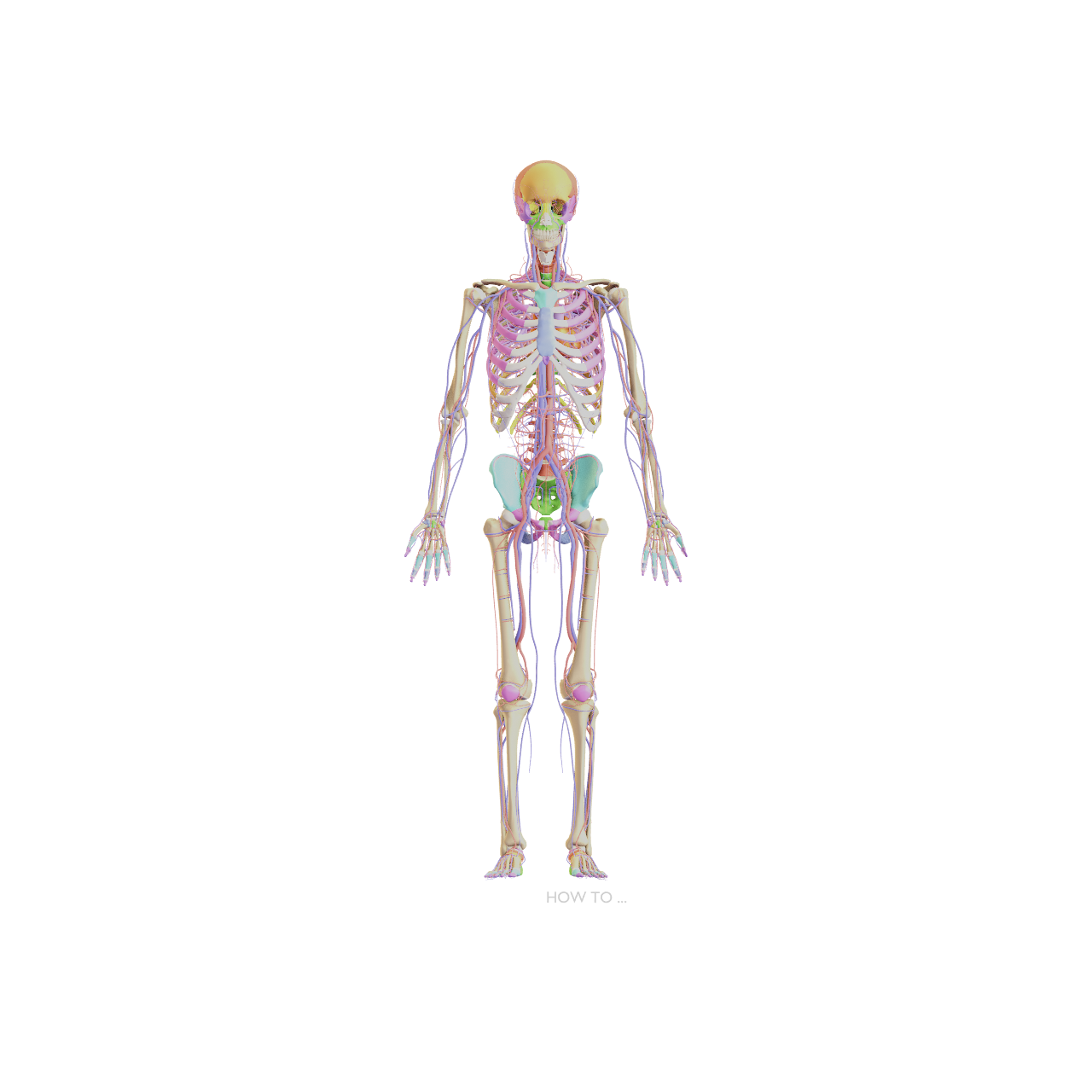Full body skeleton with circulatory system